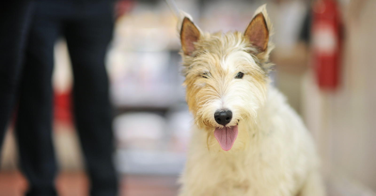 Rochford Veterinary Surgery is the best choice for local, friendly pet care