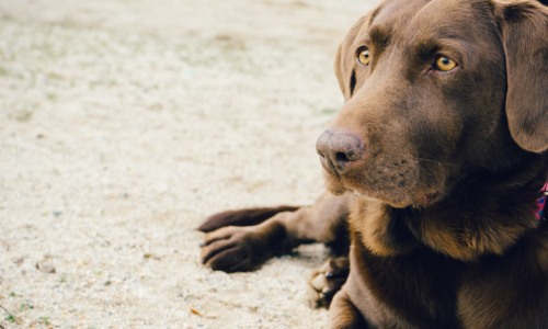 animal-dog-pet-brown-2 animal-dog-pet-brown-2