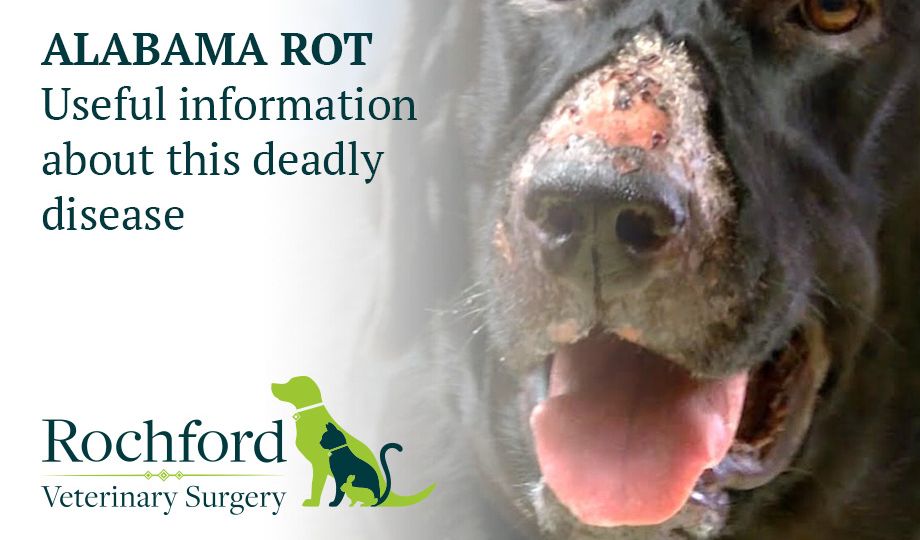 Alabama-rot-deadly-disease-in-dogs-Rochford-Vets-Southend-on-Sea-wp