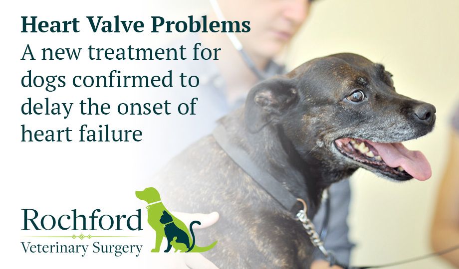 heart-valve-problems-in-dogs-Rochford-Vets-Southend-on-Sea-wp