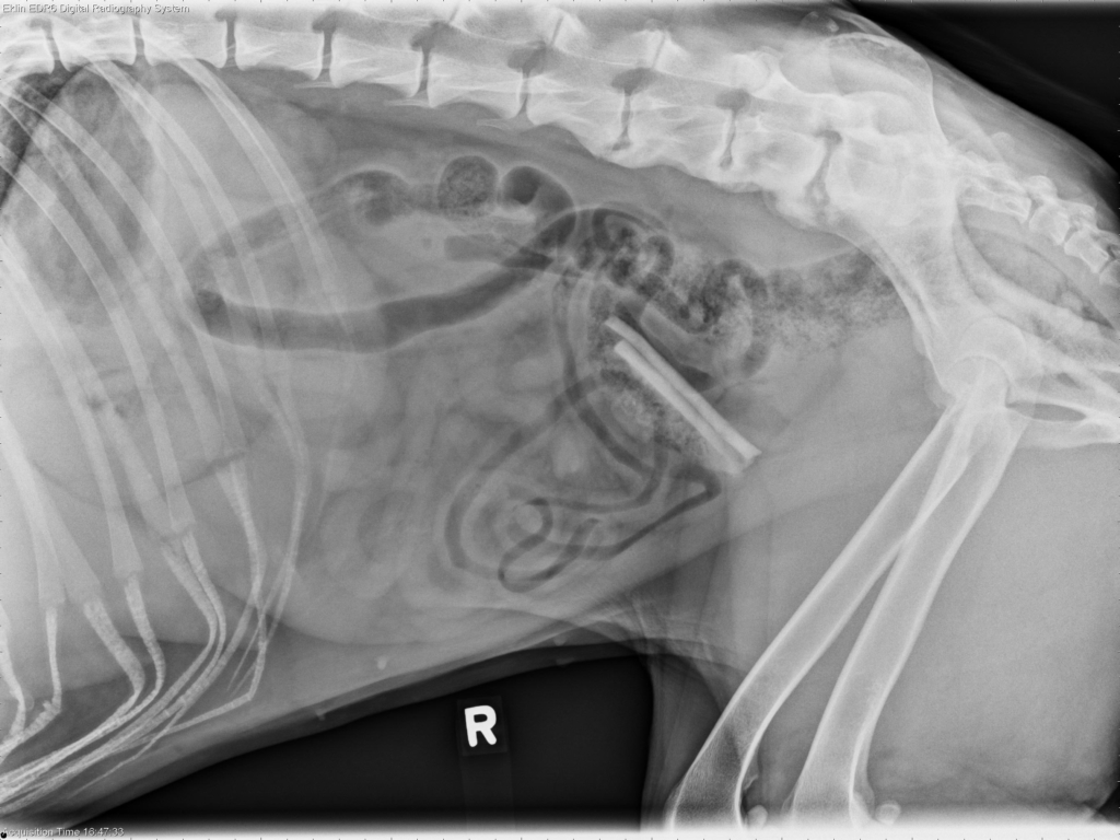 Pet-Hazards pet hazards