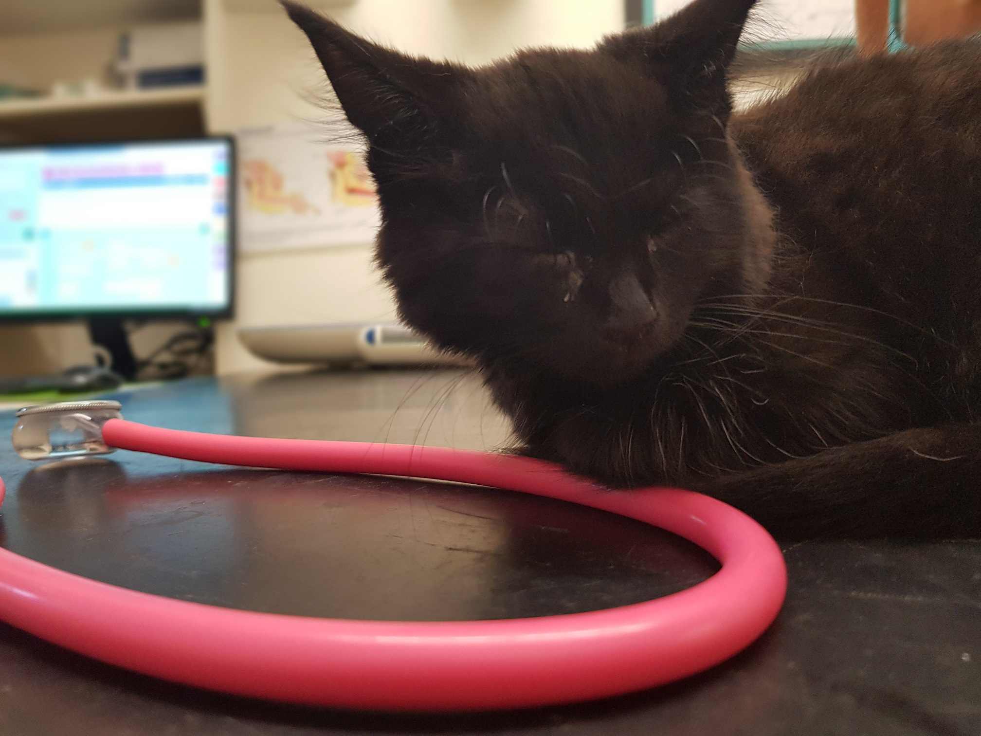 kitten at vets