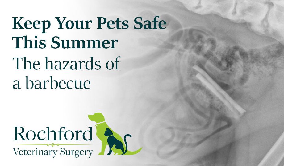 Pet hazards in summer
