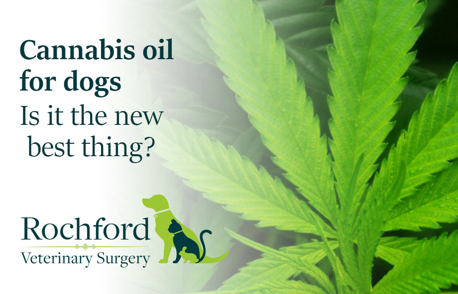Cannabis-oil-for-dogs