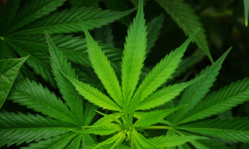 cannabis-oil-in-dogs cannabis oil for dogs