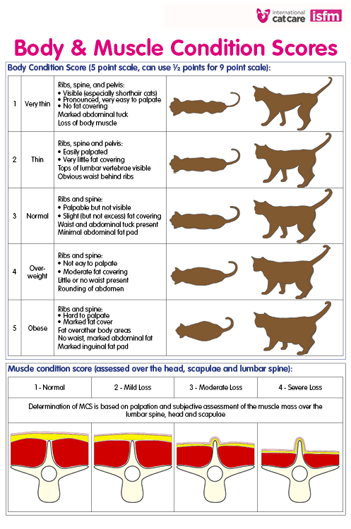 Normal Cat Weight Chart