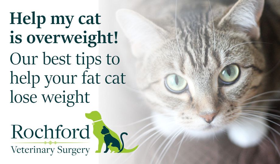 Fat cat weightloss