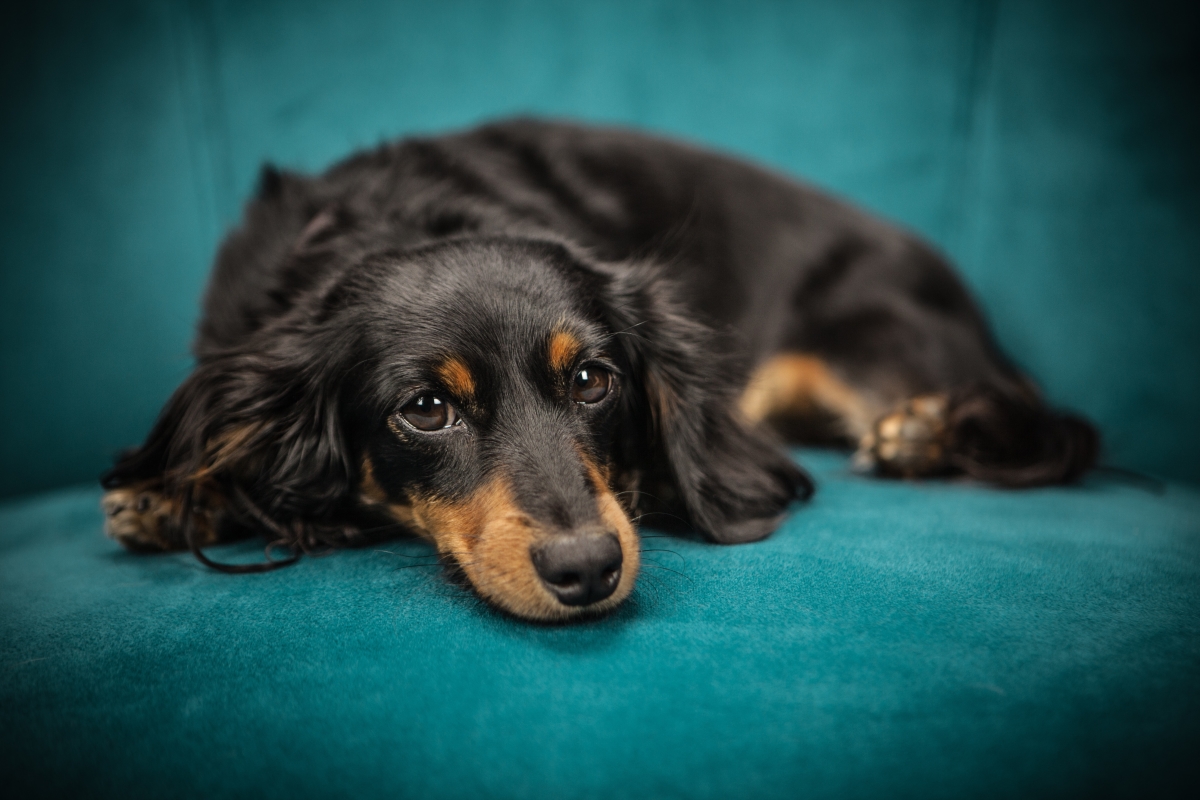 Optimized-animal-black-blue-169524