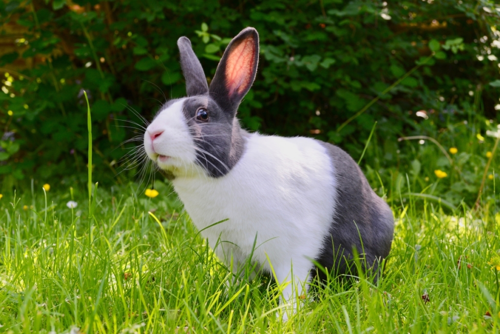 Rabbit grass