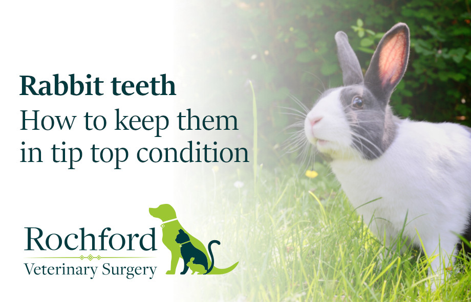 Rabbits teeth how to keep them in tip top condition Rochford Vets