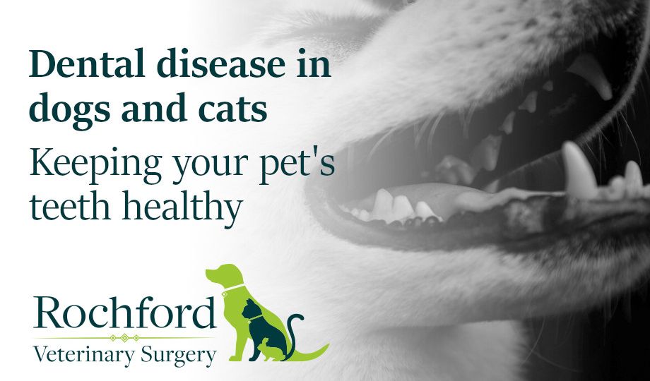 dental-disease-in-dogs-and-cats