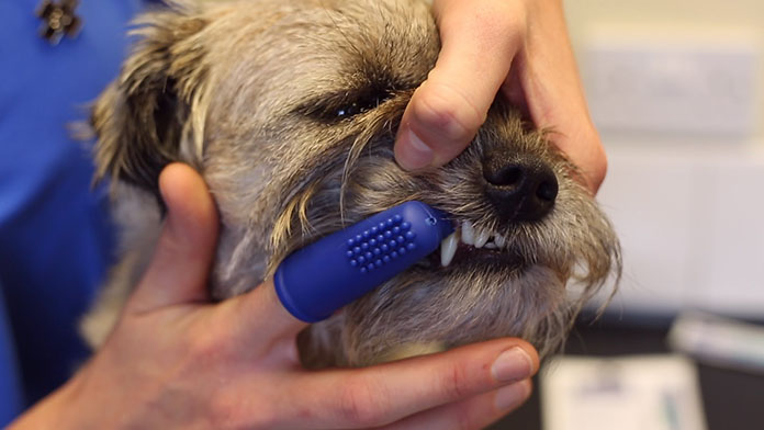 brushingdogsteeth