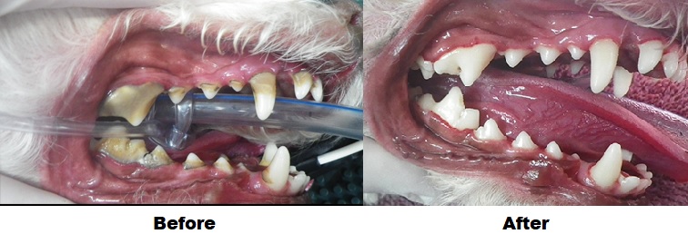 Dog Teeth