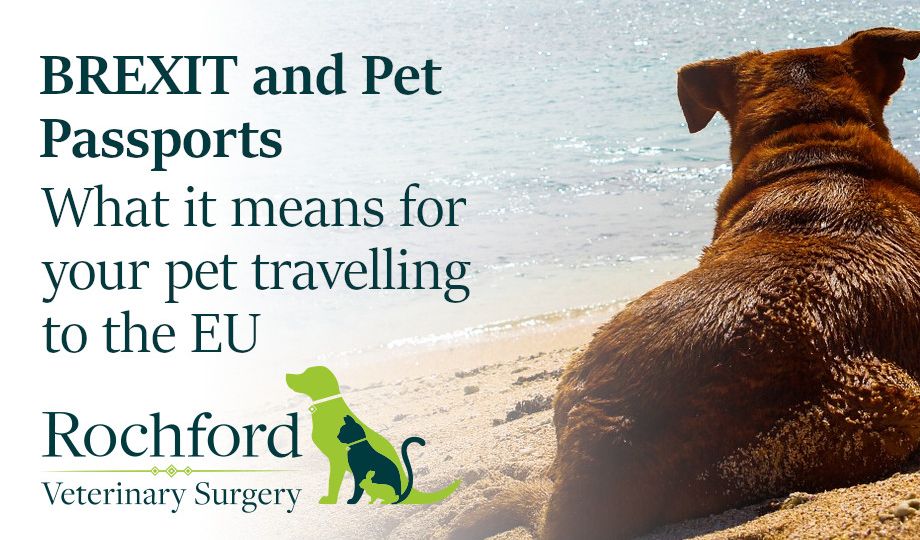 brexit-and-pet-passports