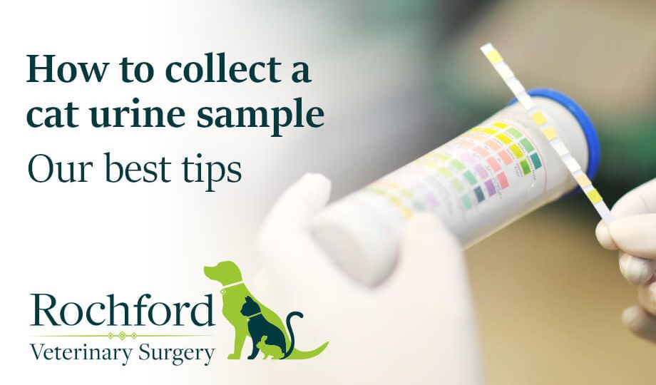 How to collect a cat urine sample