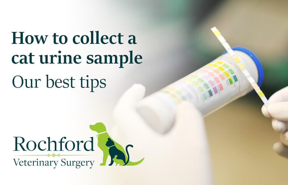 urine cat sample collect