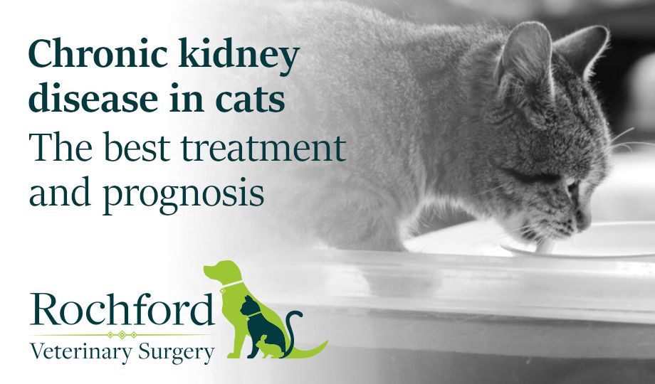 chronic kidney disease in cats