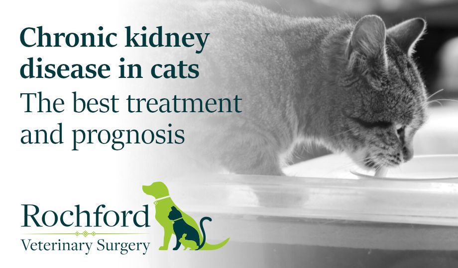 Chronic kidney disease in cats the best treatment and prognosis