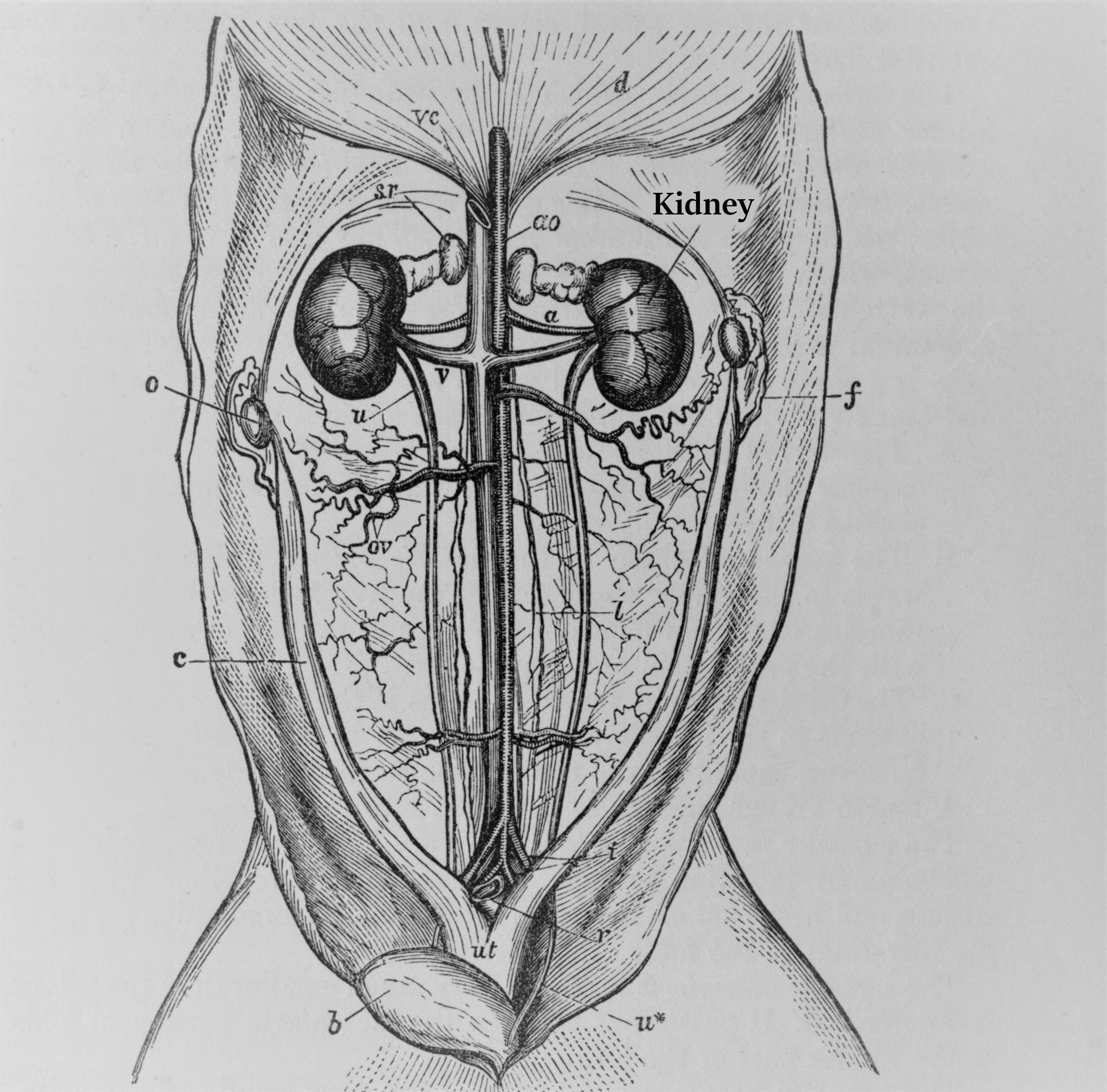 Cat Kidneys