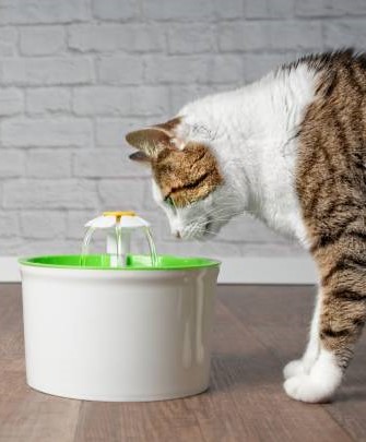 cat water fountain