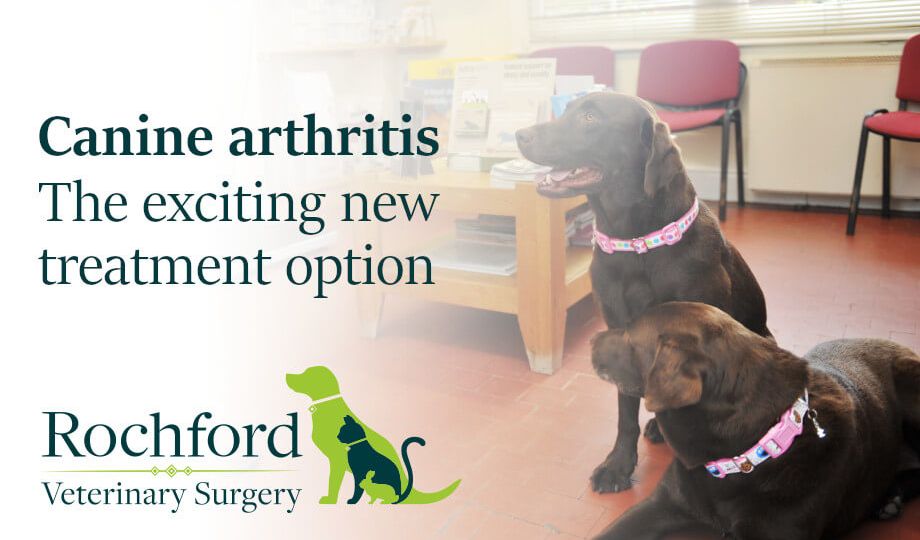 Canine arthritis