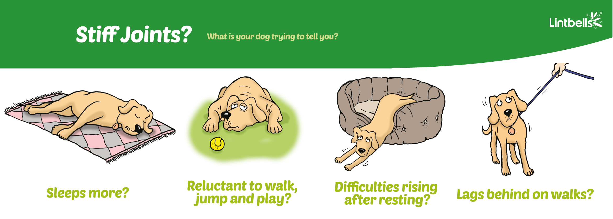 How To Diagnose Arthritis In Dogs: 14 Steps (With Pictures)