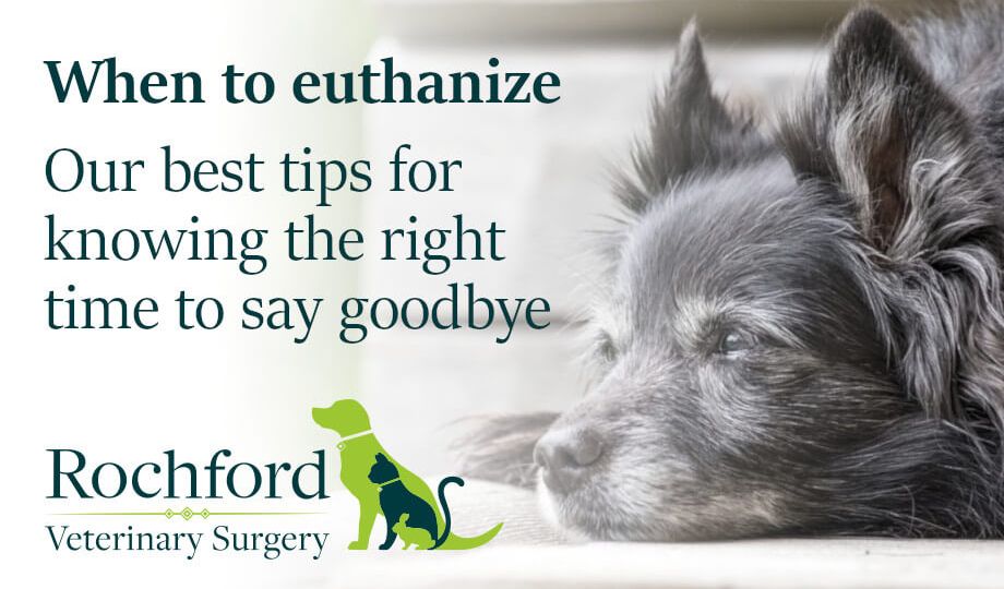 When to euthanize