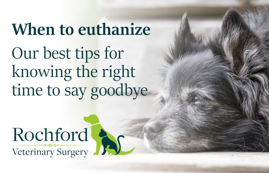 When to euthanize - Our best tips for knowing the right time to say  goodbye. - Rochford Vets