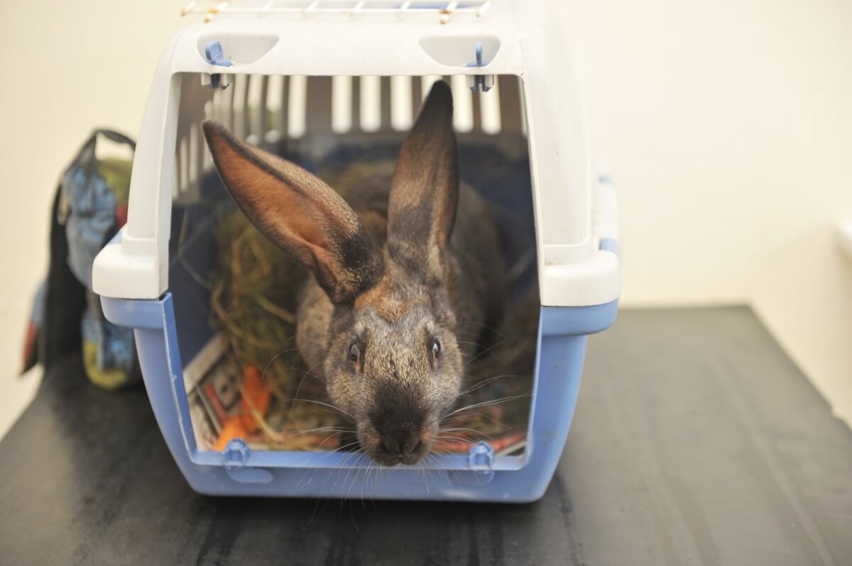 rabbit-vaccines-doing-the-best-for-your-bunny-rochford-vets