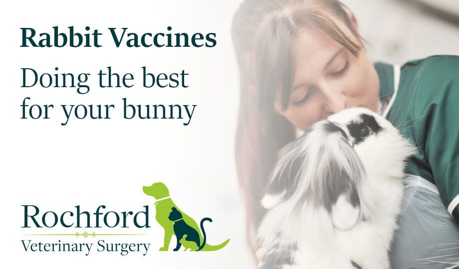 Rabbit vaccine Wordpress