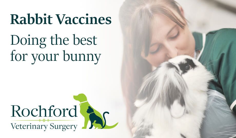 rabbit-care-advice-rabbit-vaccines-rabbit-health-clent-hills-vets