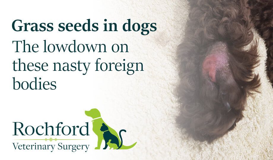 Grass seeds in dogs