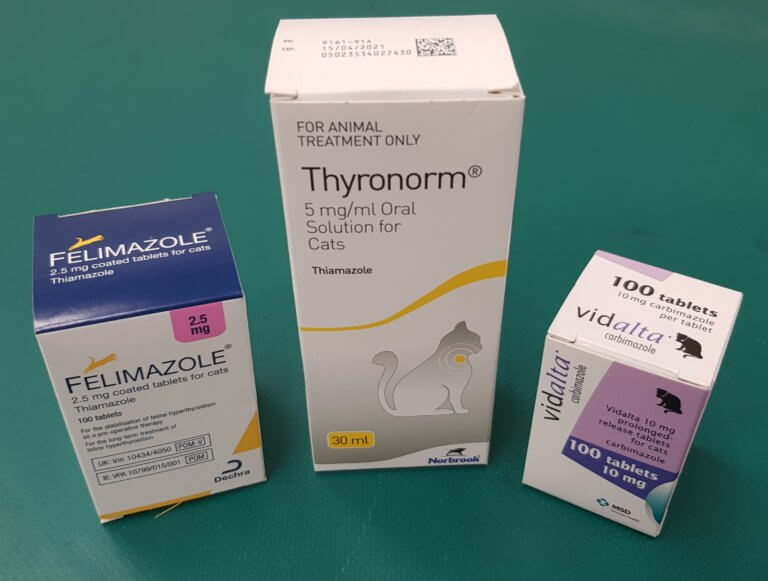 Hyperthyroidism in cats 8 important things you need to know