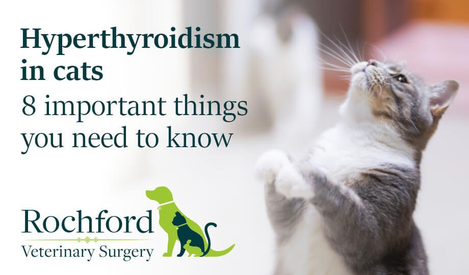 Hyperthyroidism in cats