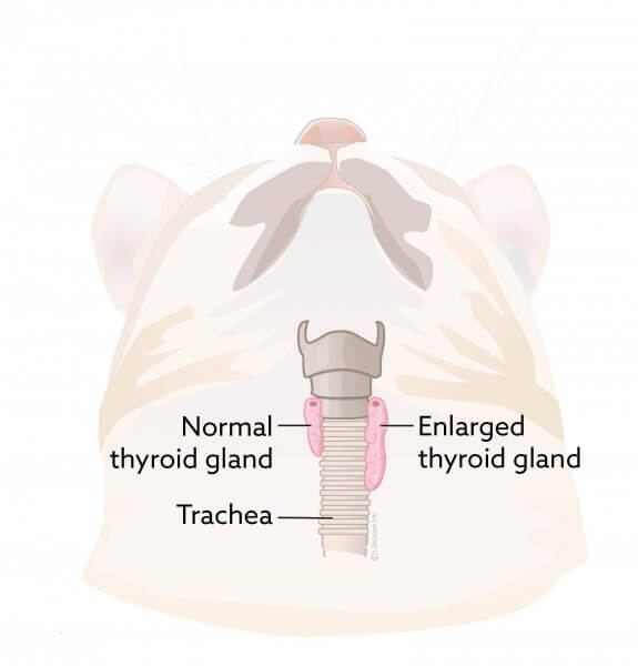 Enlarged thyroid gland in a cat