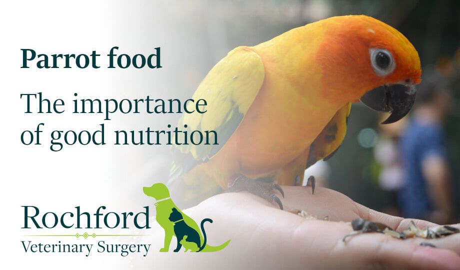 Parrot food - the importance of good nutrition