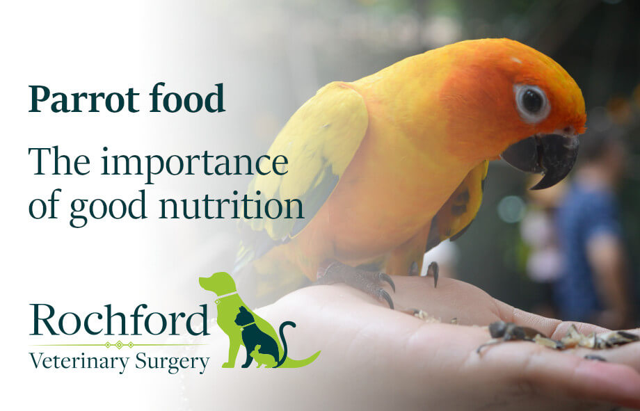 Parrot diet the importance of good nutrition Rochford Vets