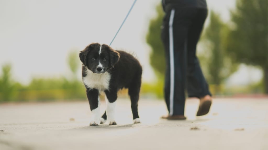 Puppy on a walk