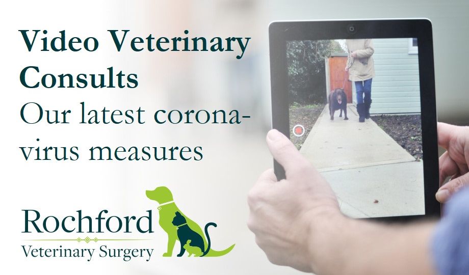 Veterinary video consults