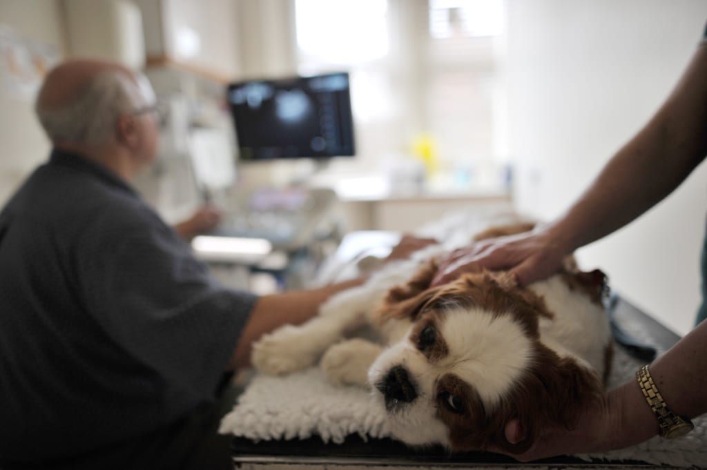 Ultrasound dog