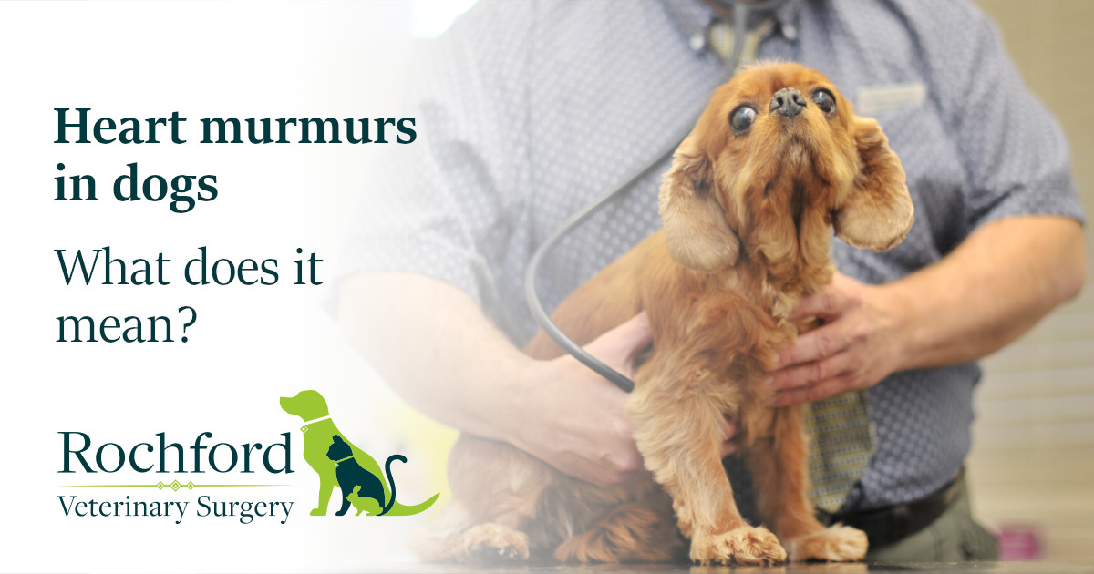 Heart murmurs in dogs what does it mean? Rochford Vets