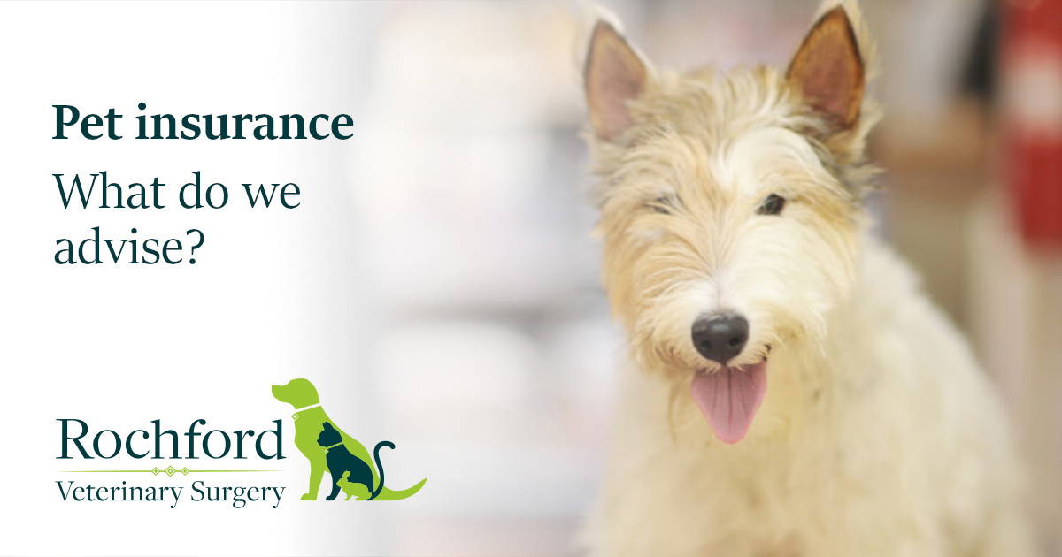 Pet insurance what do we advise? Rochford Vets