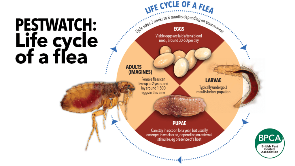 The flea lifecycle