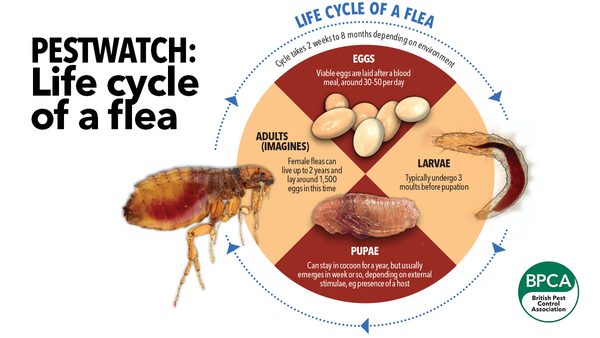 Fleas Everything You Need To Know Rochford Vets