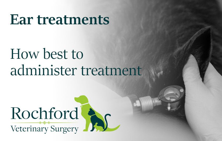 Ear treatments in dogs and cats