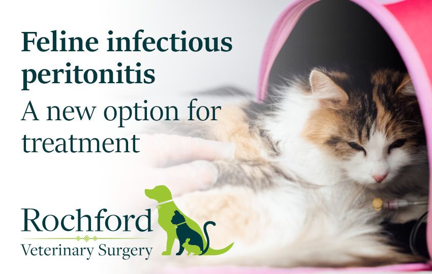 feline infectious peritonitis treatment