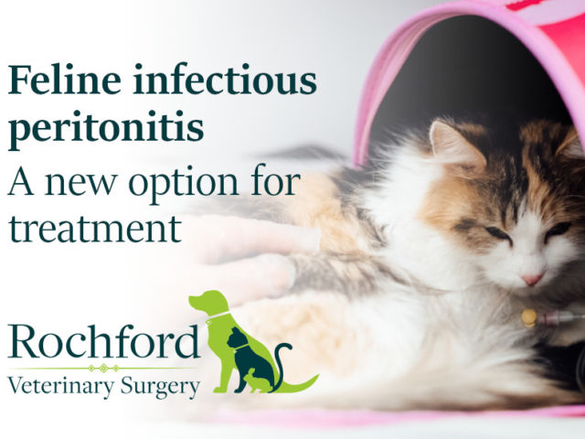 feline infectious peritonitis treatment