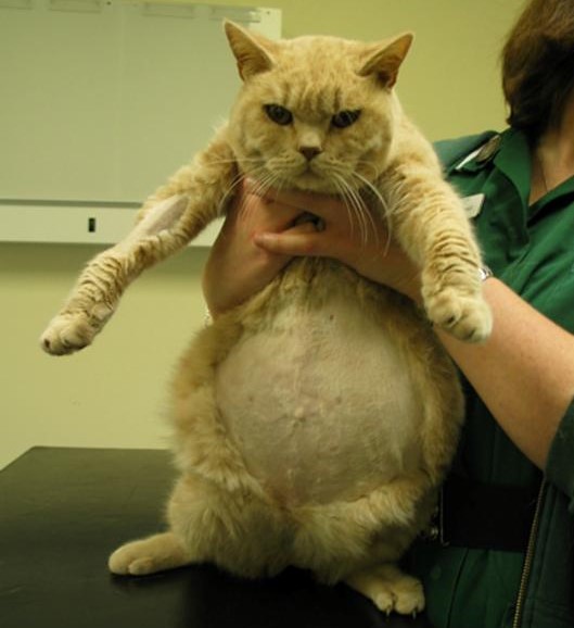 feline infectious peritonitis feline infectious peritonitis