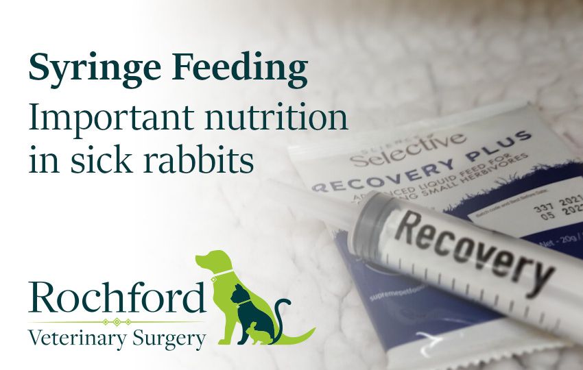 syringe feeding rabbits