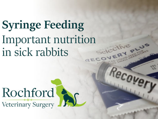 syringe feeding rabbits